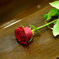 Great Writers: William Faulkner "The Bear,"  "A Rose for Emily"